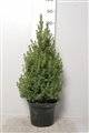 picea glauca conica